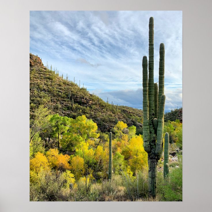 Saguaro Cactus Autumn Arizona Photo Poster | Zazzle