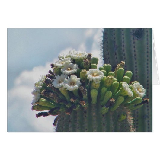 saguaro cactus blooms card (Front Horizontal)