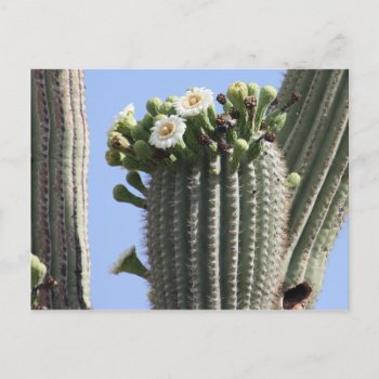 Saguaro Cactus Blooms Postcard by poozybear at Zazzle