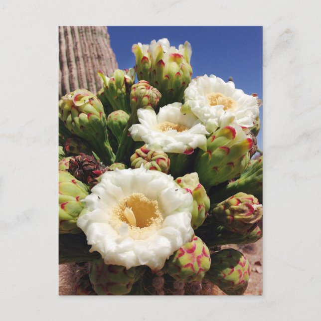 Saguaro Cactus Blossom - Arizona State Flower Postcard (Front)