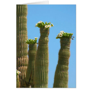 Saguaro Cactus Blossoms Cards