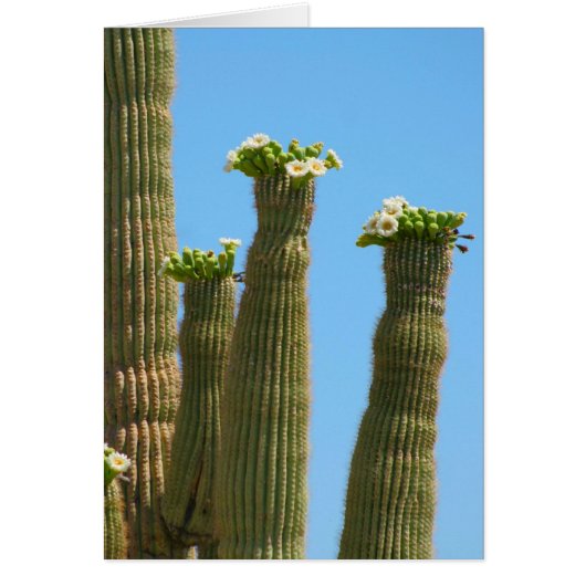 Saguaro Cactus Blossoms Cards (Front)