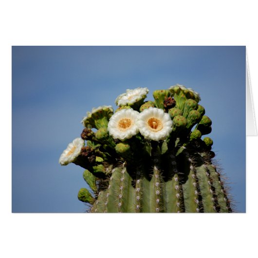 Saguaro Cactus Blossoms Cards (Front Horizontal)