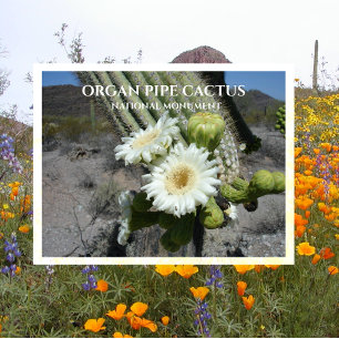 Saguaro Cactus Blossoms Organ Pipe Cactus Monument Postcard