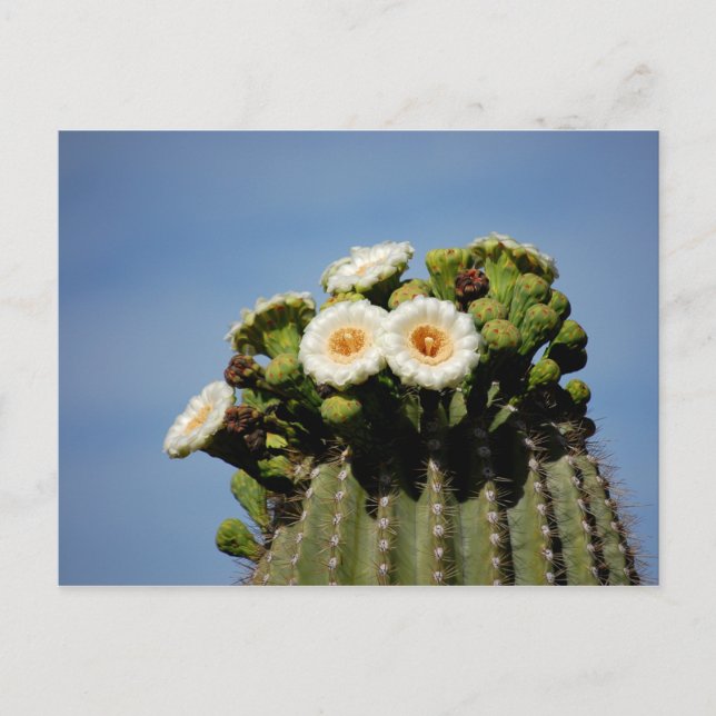 Saguaro Cactus Blossoms Postcard (Front)