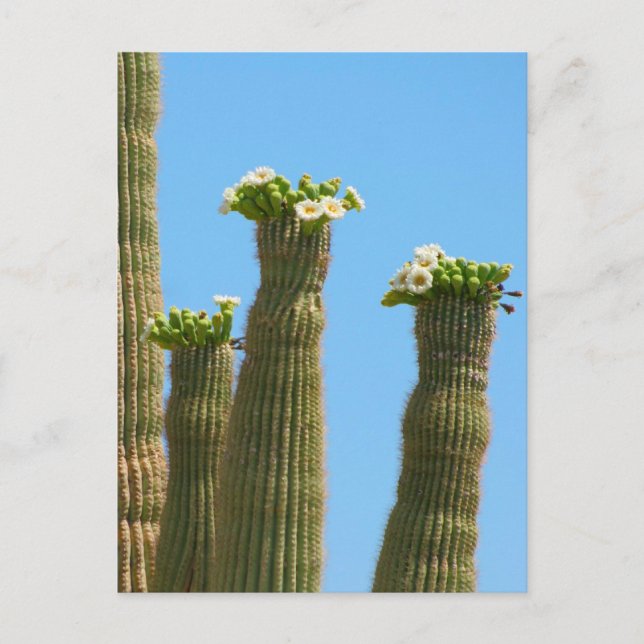 Saguaro Cactus Blossoms Postcard (Front)