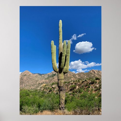 Saguaro Cactus Blue Skies Arizona Photo Poster