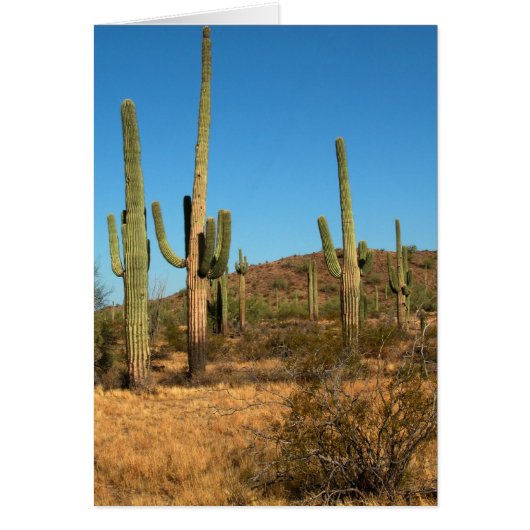 Saguaro cactus cards (Front)