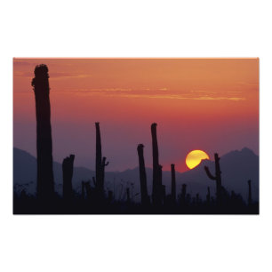 Saguaro Cactus Carnegiea gigantea), Sunset, Photo Print