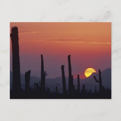 Saguaro Cactus Carnegiea gigantea Sunset Postcard
