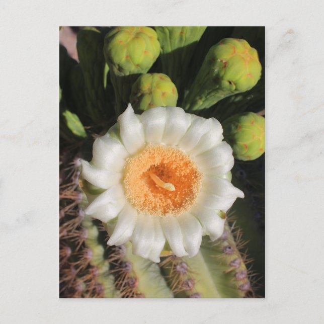 Saguaro Cactus Flower Postcard (Front)