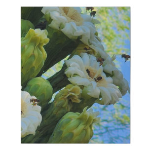 Saguaro Cactus flowers with bees Faux Canvas Print