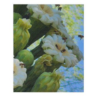 Saguaro Cactus flowers with bees Faux Canvas Print