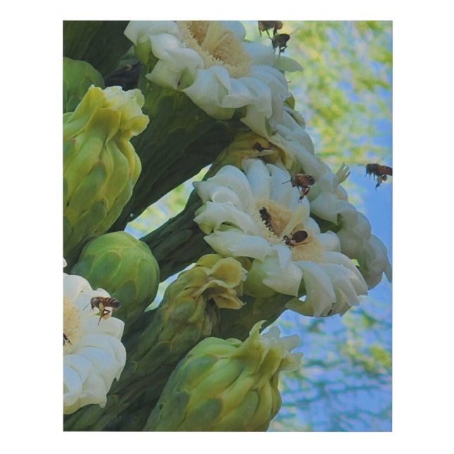 Saguaro Cactus flowers with bees Faux Canvas Print (Front)