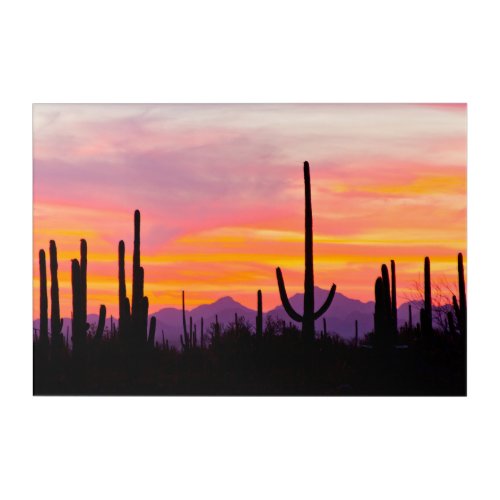 Saguaro Cactus Forest at Sunset Acrylic Print