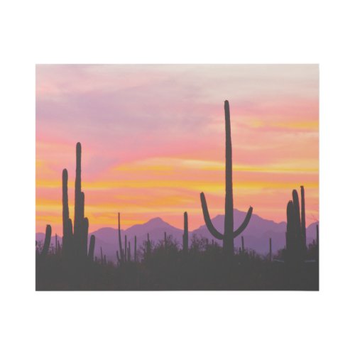 Saguaro Cactus Forest at Sunset Gallery Wrap