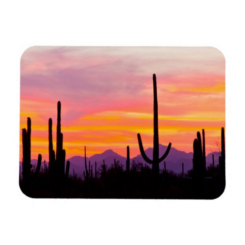 Saguaro Cactus Forest at Sunset Magnet
