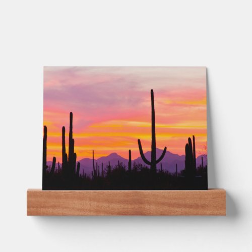 Saguaro Cactus Forest at Sunset Picture Ledge