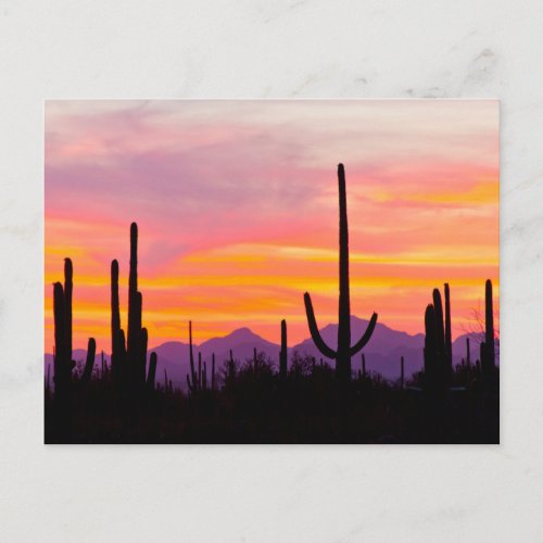 Saguaro Cactus Forest at Sunset Postcard