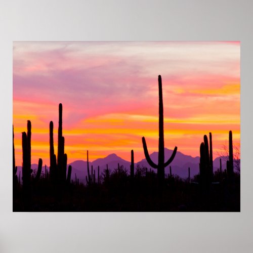 Saguaro Cactus Forest at Sunset Poster