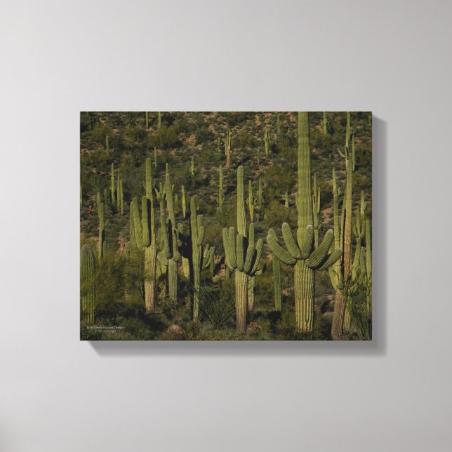 Saguaro Cactus Forest Sonoran Desert Arizona Canvas Print (Front)