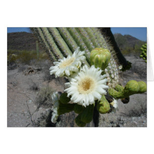 Saguaro Cactus in Bloom Organ Pipe Cactus NM