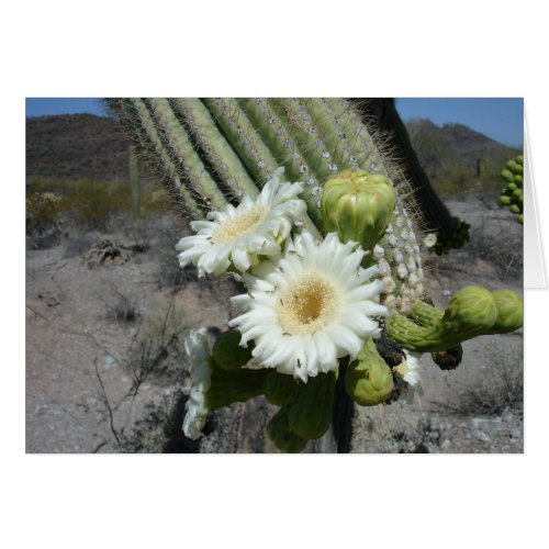 Saguaro Cactus in Bloom Organ Pipe Cactus NM