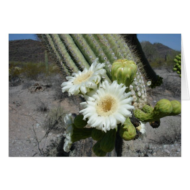 Saguaro Cactus in Bloom Organ Pipe Cactus NM (Front Horizontal)