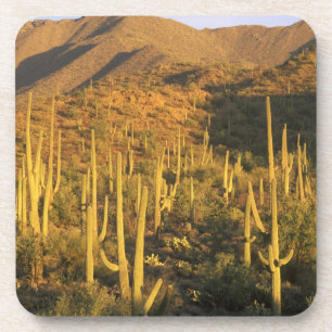 Saguaro cactus in Saguaro National Park near Beverage Coaster