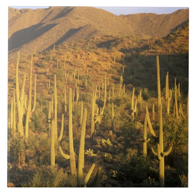 Saguaro cactus in Saguaro National Park near Ceramic Tile (Front)