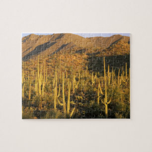 Saguaro cactus in Saguaro National Park near Jigsaw Puzzle