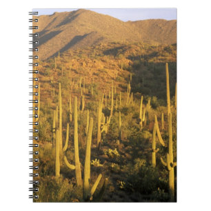 Saguaro cactus in Saguaro National Park near Notebook