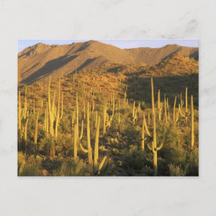 Saguaro cactus in Saguaro National Park near Postcard