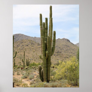 Saguaro Cactus in the Arizona Desert Color 16x20 Poster