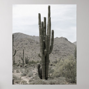 Saguaro Cactus in the Arizona Desert Low Sat 16x20 Poster