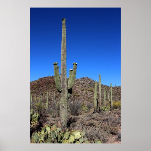 Saguaro Cactus Mountains Arizona Photo Poster
