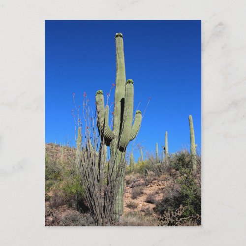 Saguaro Cactus No 1 Postcard
