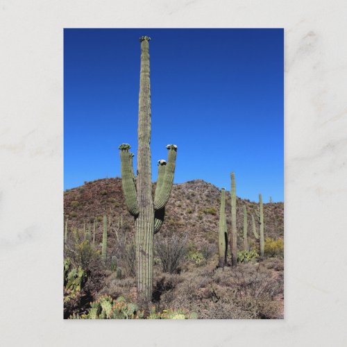 Saguaro Cactus No 9 Postcard