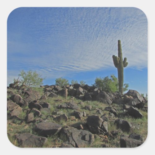 Saguaro Cactus on Hill Photo Desert Southwest Square Sticker