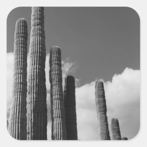 Saguaro Cactus Pipes Desert Custom Sticker Decals