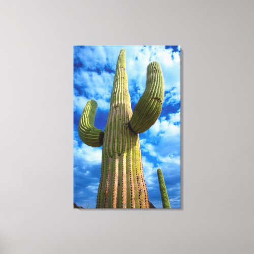 Saguaro cactus portrait Arizona Canvas Print