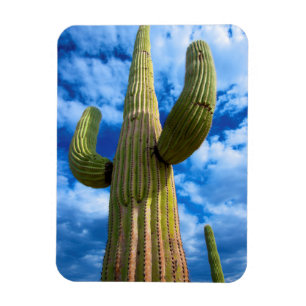 Saguaro cactus portrait, Arizona Magnet