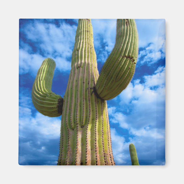 Saguaro cactus portrait, Arizona Magnet (Front)