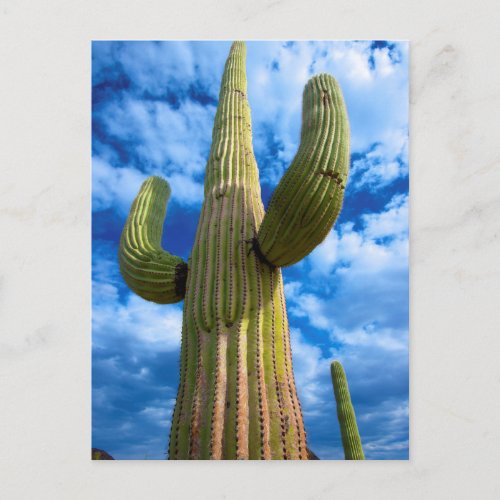 Saguaro cactus portrait Arizona Postcard