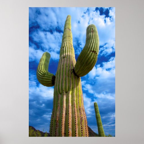 Saguaro cactus portrait Arizona Poster