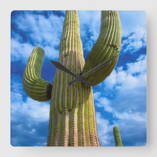 Saguaro cactus portrait Arizona Square Wall Clock