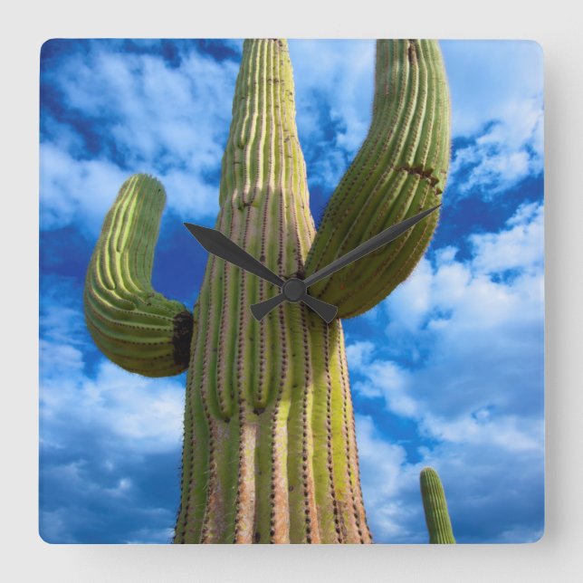 Saguaro cactus portrait, Arizona Square Wall Clock (Front)