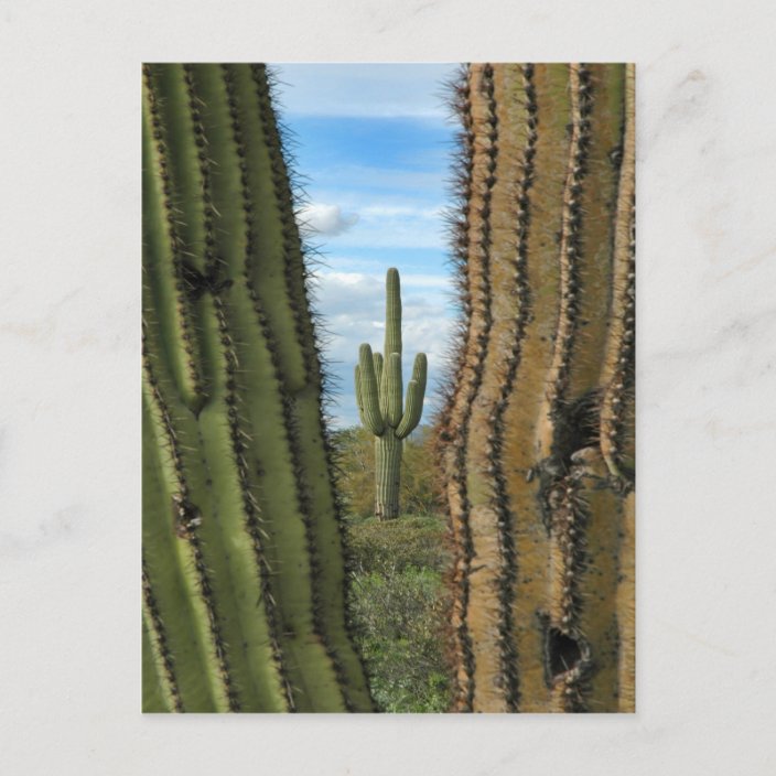 Saguaro Cactus Postcard | Zazzle.com