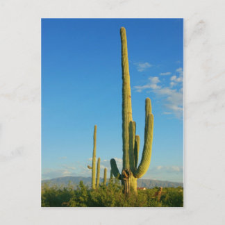 Saguaro Cactus Postcard
