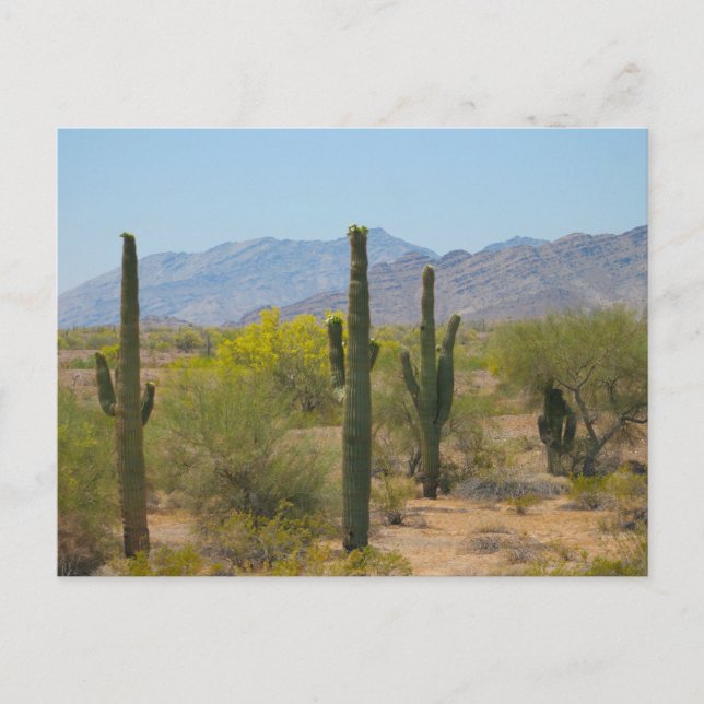 Saguaro Cactus Postcard (Front)